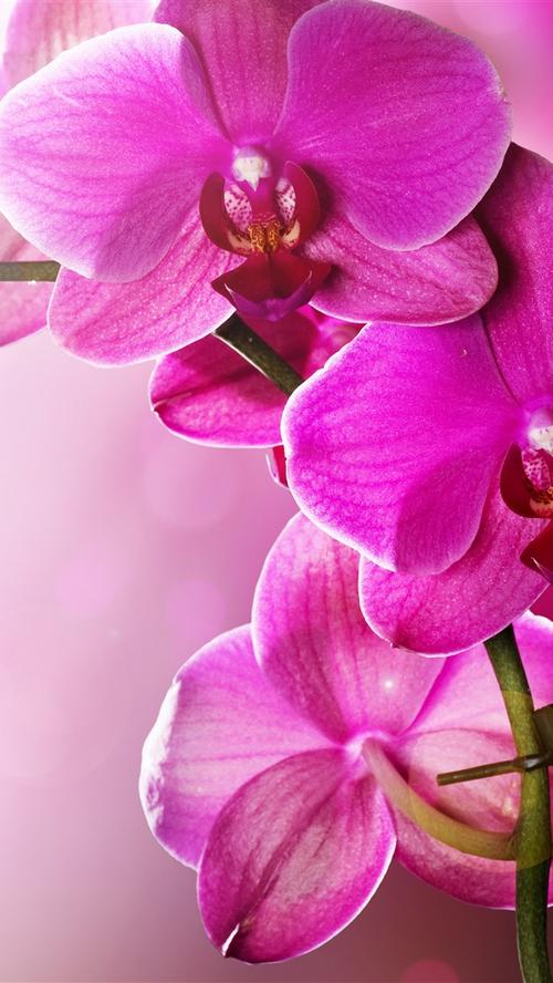 壁纸 粉色蝴蝶兰,兰花,花瓣,茎 5120x2880 uhd 5k