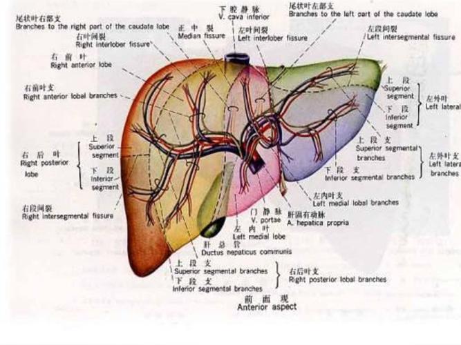 5                 肝 脏 (一)肝脏具有双重的血流