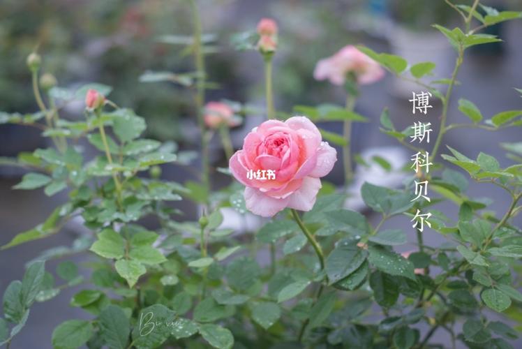 博斯科贝尔,还不错的品种_月季_秋天去哪玩_家居家装