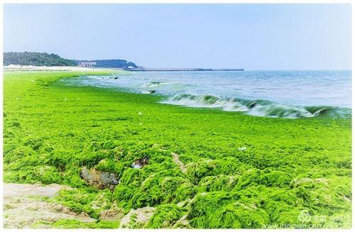 海边日记——"绿潮"