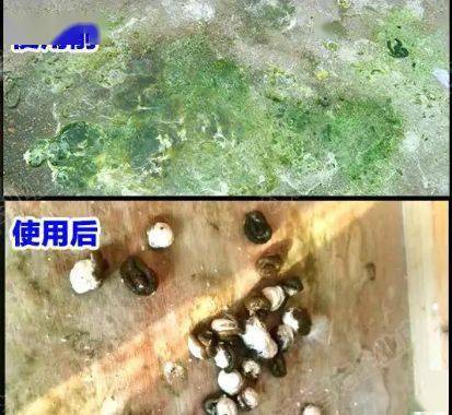 3,抑制细菌,病毒及毛滴虫,球虫感染,降低鸽舍氨气,臭气污染,迅速恢复