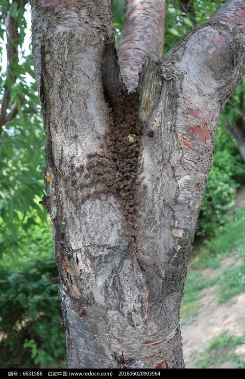 桃树上的蚂蚁窝