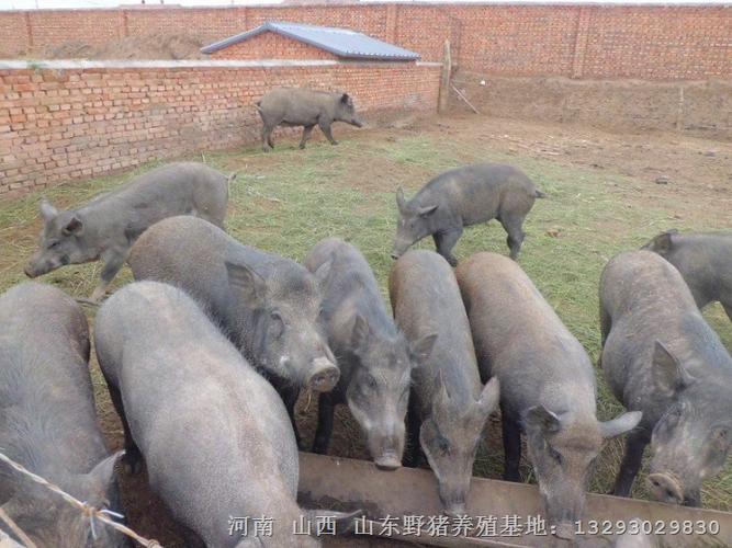 野猪养殖专业合作.