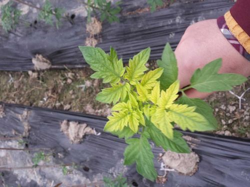 西红柿新叶黄化-大丰收番茄问诊在线平台