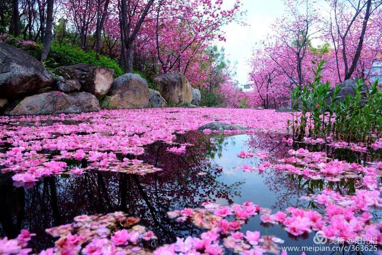 大理山水间樱花季