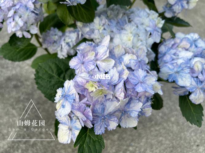 绣球—有松_上海攻略_家居家装_家居装饰