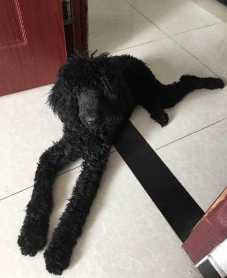 纯黑巨贵找好人家