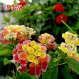 五色梅种子五彩花五雷丹五色绣球变色草马樱丹种子逐蝇梅驱蚊植物