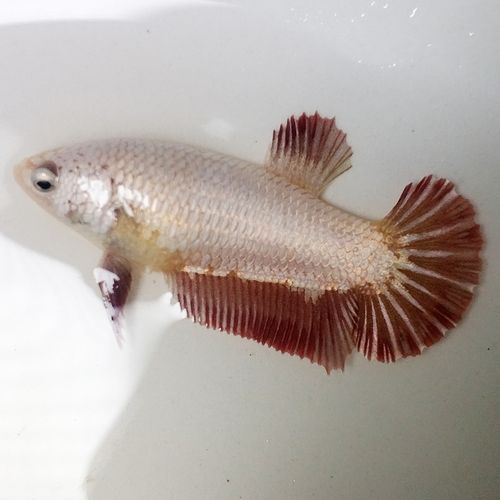 泰国斗鱼半月母将军大耳繁殖抱卵