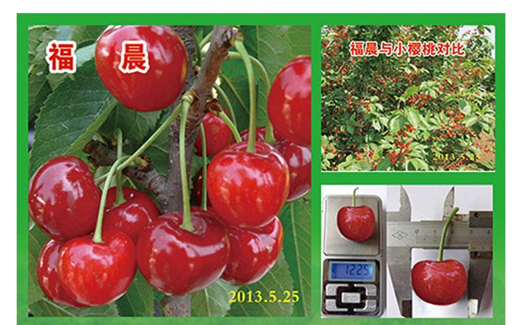 批发农科院新品种嫁接福晨福星大樱桃苗果树树苗南方北方均适合