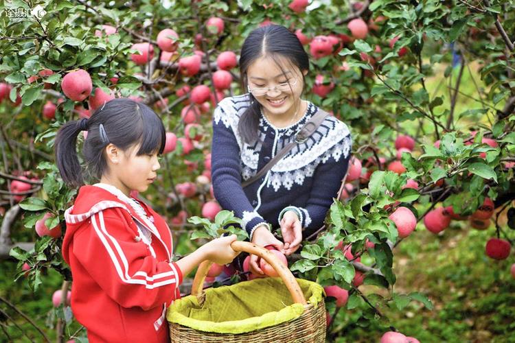 摘苹果