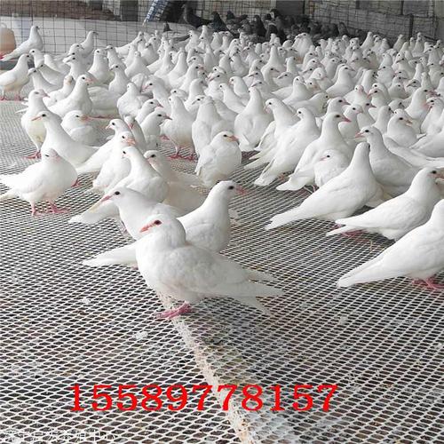 银王鸽子多少钱一对