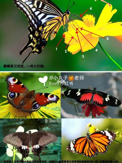 幼儿园中班美术《美丽的蝴蝶03》公开课_幼儿园_美术_教育_学前教育