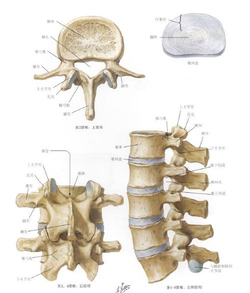 脊柱解剖图(引自奈特-人体解剖学图谱)