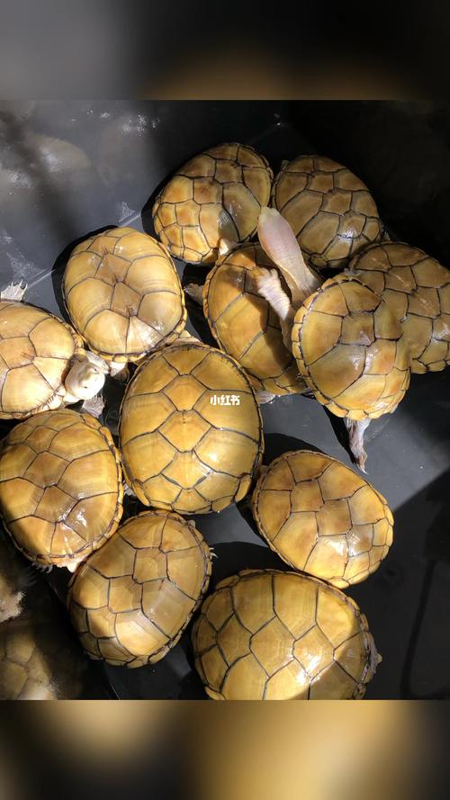 黄泽蛋龟_黄泽蛋龟_宠物_宠物其他