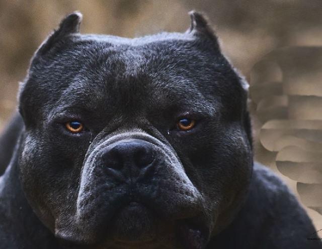 世界4大重量级猛犬,其中它因外观恐怖,而误成黑帮专用