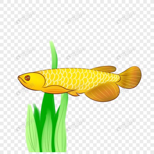 免抠元素 手绘/卡通元素 黄色龙鱼.psd 860_860