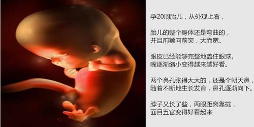 怀孕20周的宝宝,长什么样子?给怀孕20周孕妈的5点重要提示