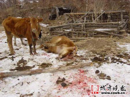 老虎在牛圈里咬死两头牛 牧民打算放弃牧场(图)