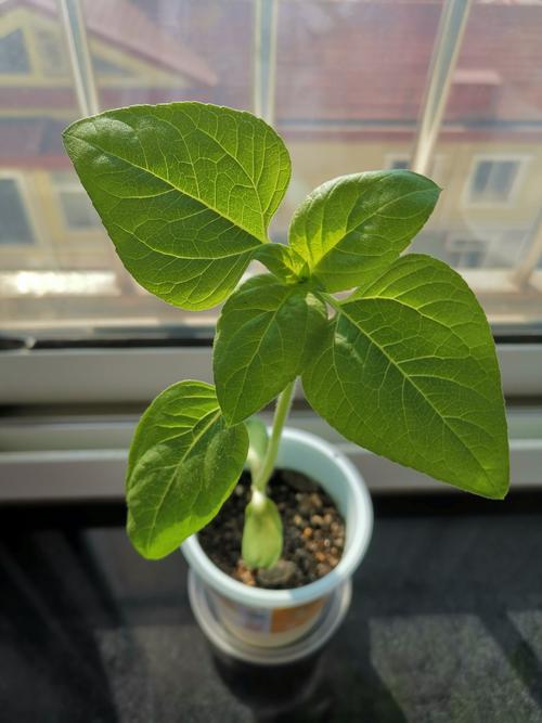 向日葵种植观察日记