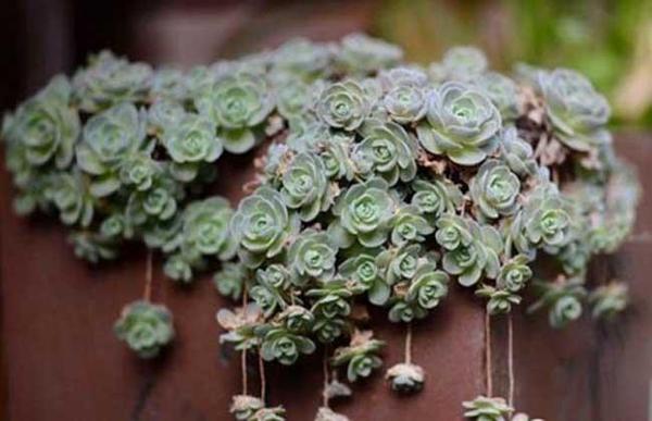 女神节 | 女神一生必须拥有的8种多肉,您收齐了吗