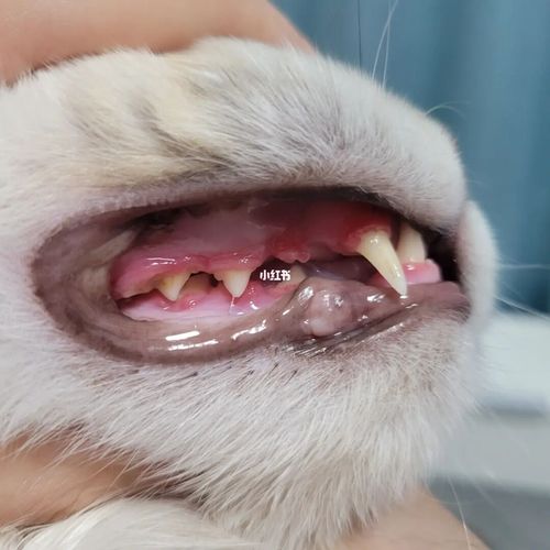 猫咪口炎怎么办_猫咪_宠物_猫_养猫经验