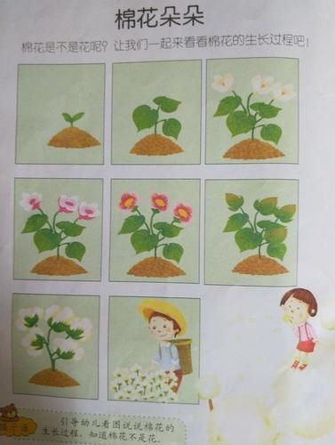 《棉花朵朵》了解棉花的生长过程,知道棉花是果实,不是花.