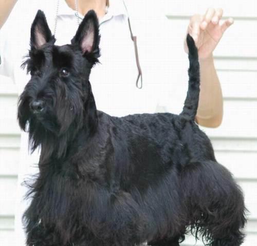 超个性苏格兰梗dd