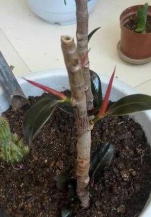 原创橡皮树一枝冲天咔嚓一刀满枝新芽冒变成老树桩