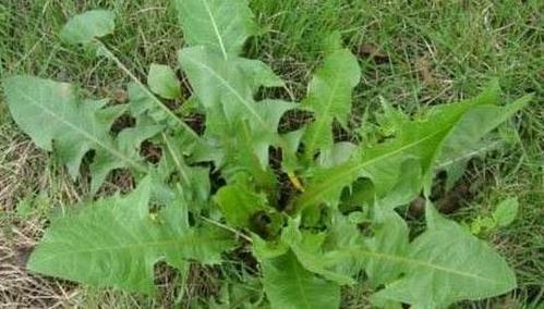 此草被称"还阳草",又是"天然止痛药",路边捡到记得带回家