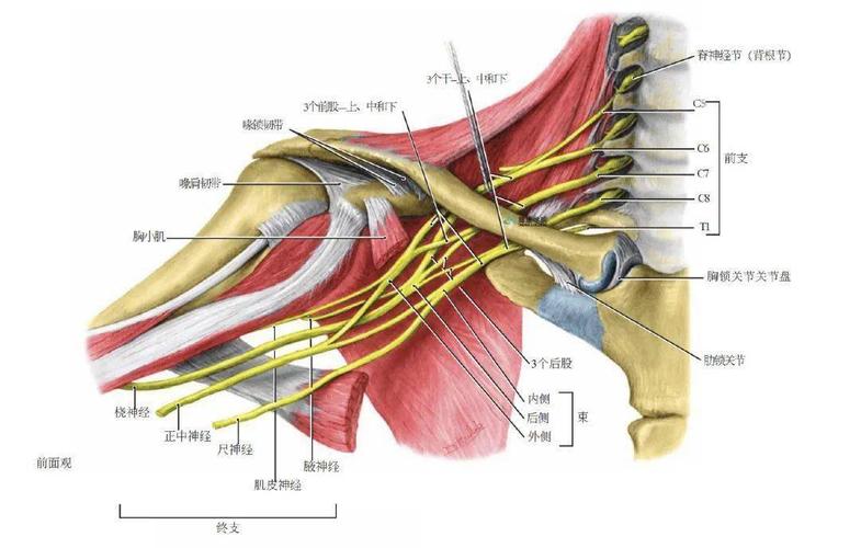臂丛应用解剖