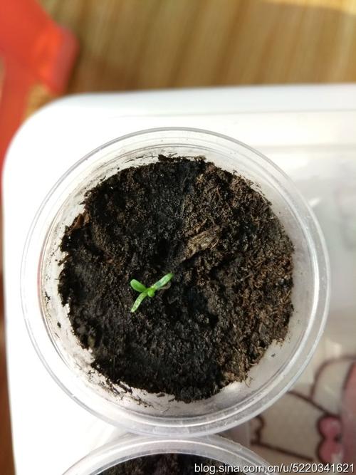 国产种子-冰岛虞美人的种植记录