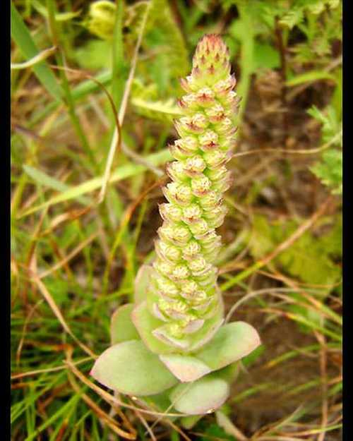 瓦松有清热解毒止血,利湿消肿的功效,别名:昨叶荷草,屋上无根草,向