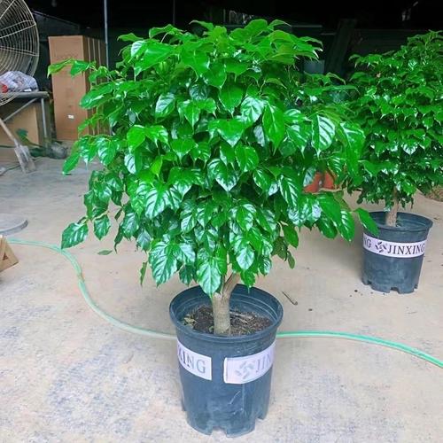 幸福树绿宝树木盆栽植物室内客厅大型绿植四季好养活