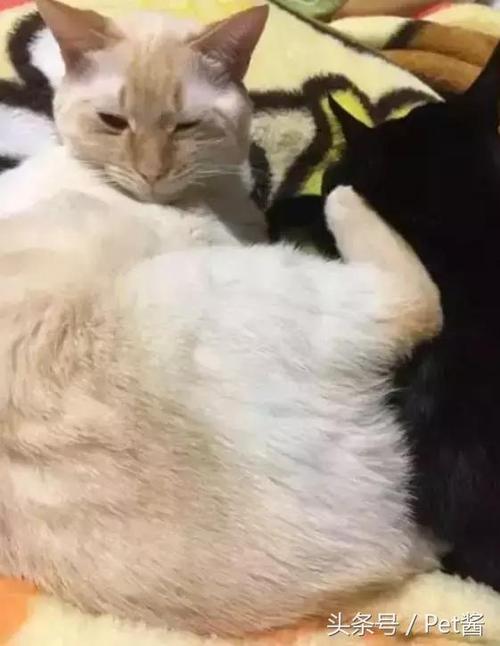 宠主担心家里的黑猫孤单,于是新买了一只猫咪,半年后