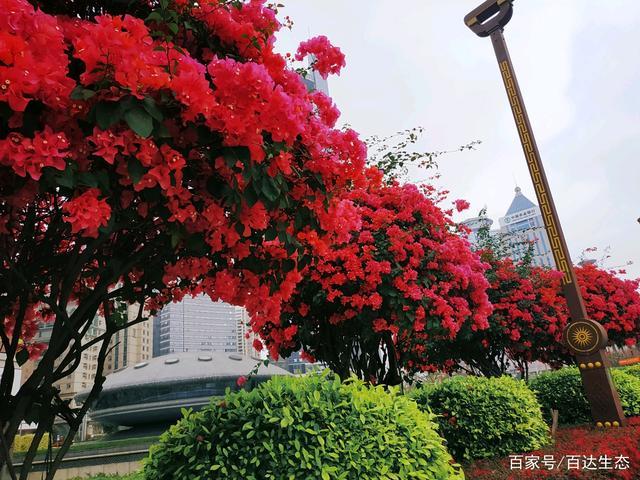 花样年华,何为花样