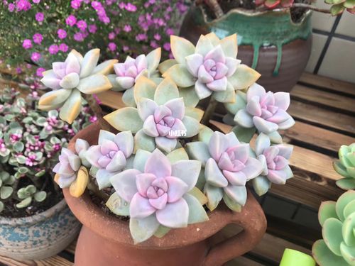 淡雪,紫雾与韩彩莲的区别_多肉植物_多肉_家居家装