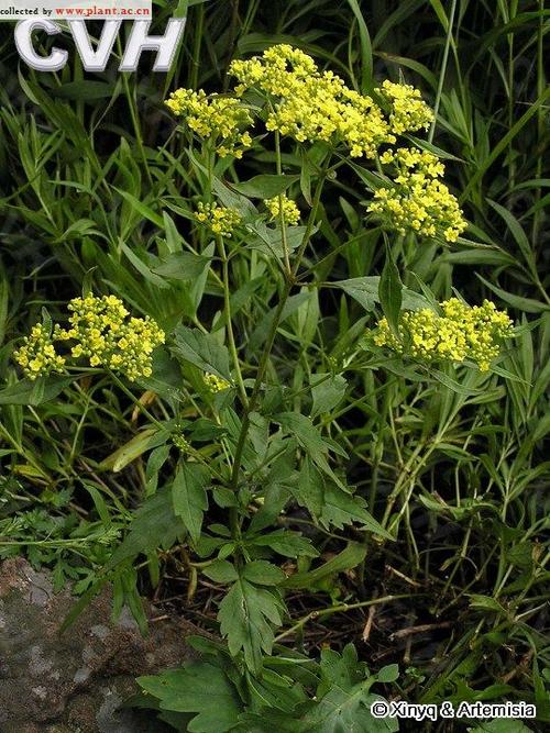 中文名:墓头茴,墓头回,脚汗草.