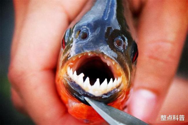 呈圆柱状,体长能够达到3米,重达300公斤,宛如一艘"驱逐舰",是世界上体