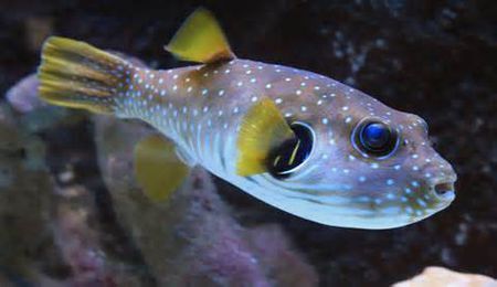 如图 ,应为     四齿鲀科       tetraodontidae       叉鼻鲀属