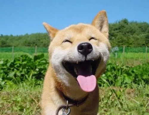 人们就会想起柴犬doge脸的表情包,但是你看到过柴犬这样子的幸福微笑