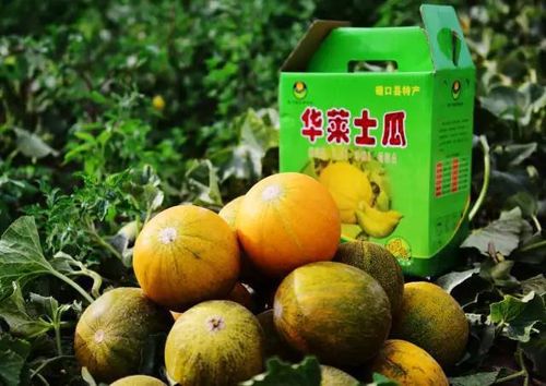 华莱士蜜瓜是磴口县的招牌特产,产区地处乌兰布和沙漠边缘,其色泽