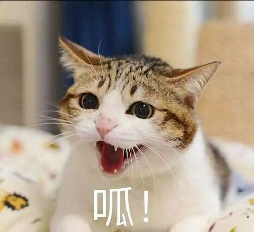 喵嗷呜