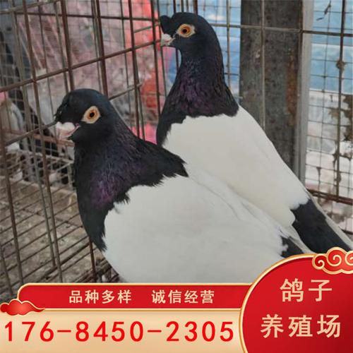 短嘴黑头鸽子金眼白鸽 两头红鸽子 毛脚两头乌鸽 墨环