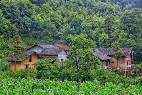 镇巴县现有苗族同胞179户,769人,原来主要分布在距离镇巴县北部50