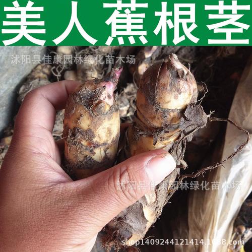 美人蕉根茎 红艳蕉 美人蕉种根芽 块茎 种球宿根花卉