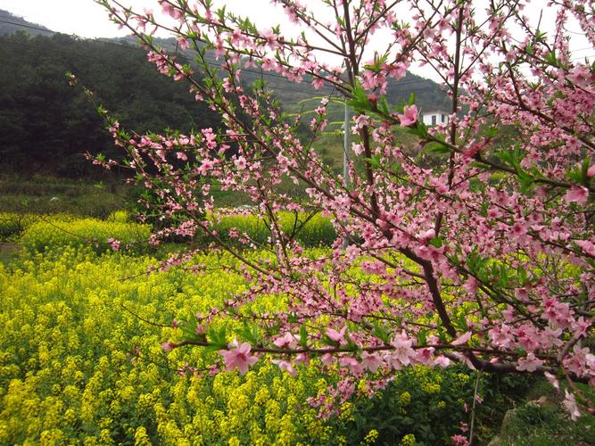 【沼山桃花旅游节摄影图片】黄石大冶市保安镇沼山村风光摄影_红山传