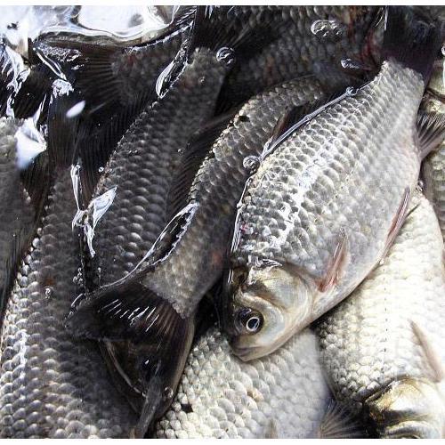 鲫鱼商品大图