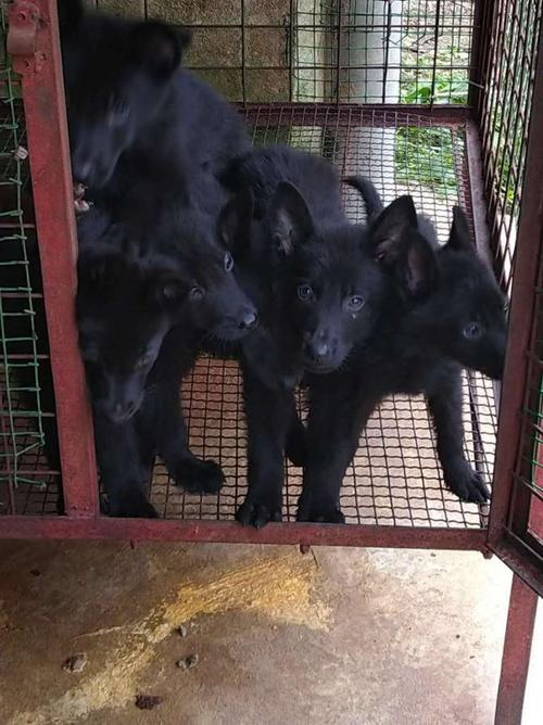 东德牧黑德牧幼犬便宜卖