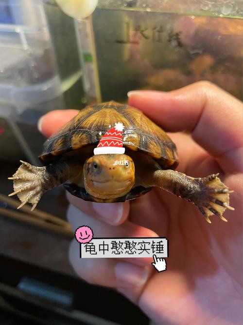 一篇关于红面蛋龟的饲养技巧与认知误区